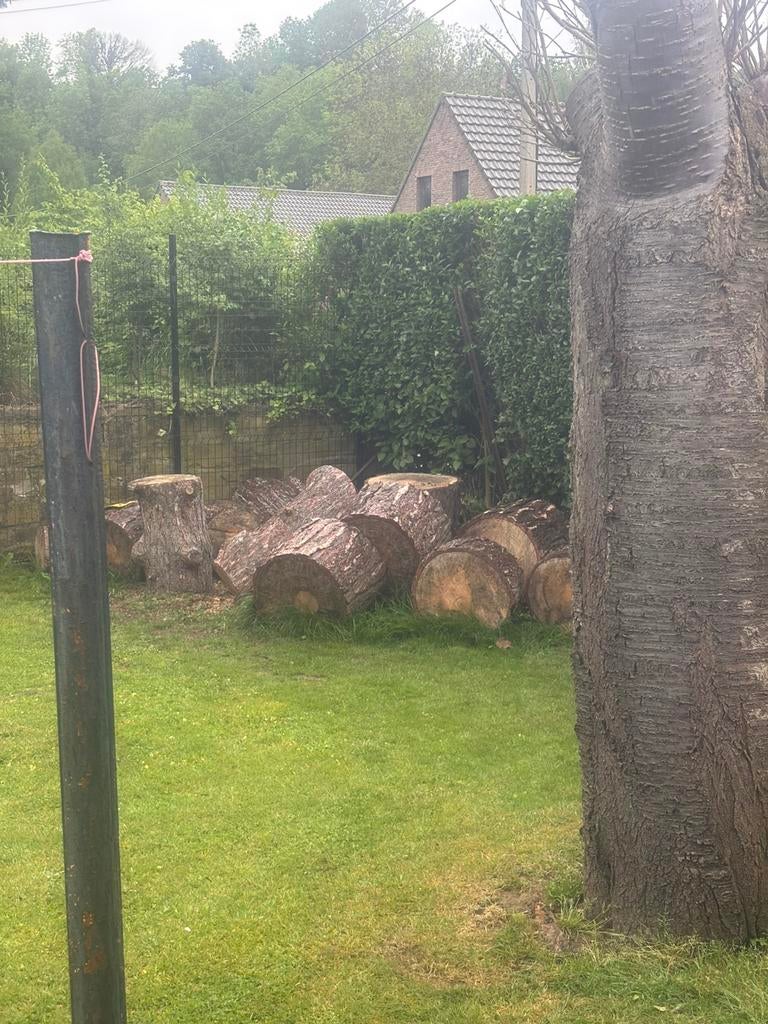 Sapin, Enlèvement