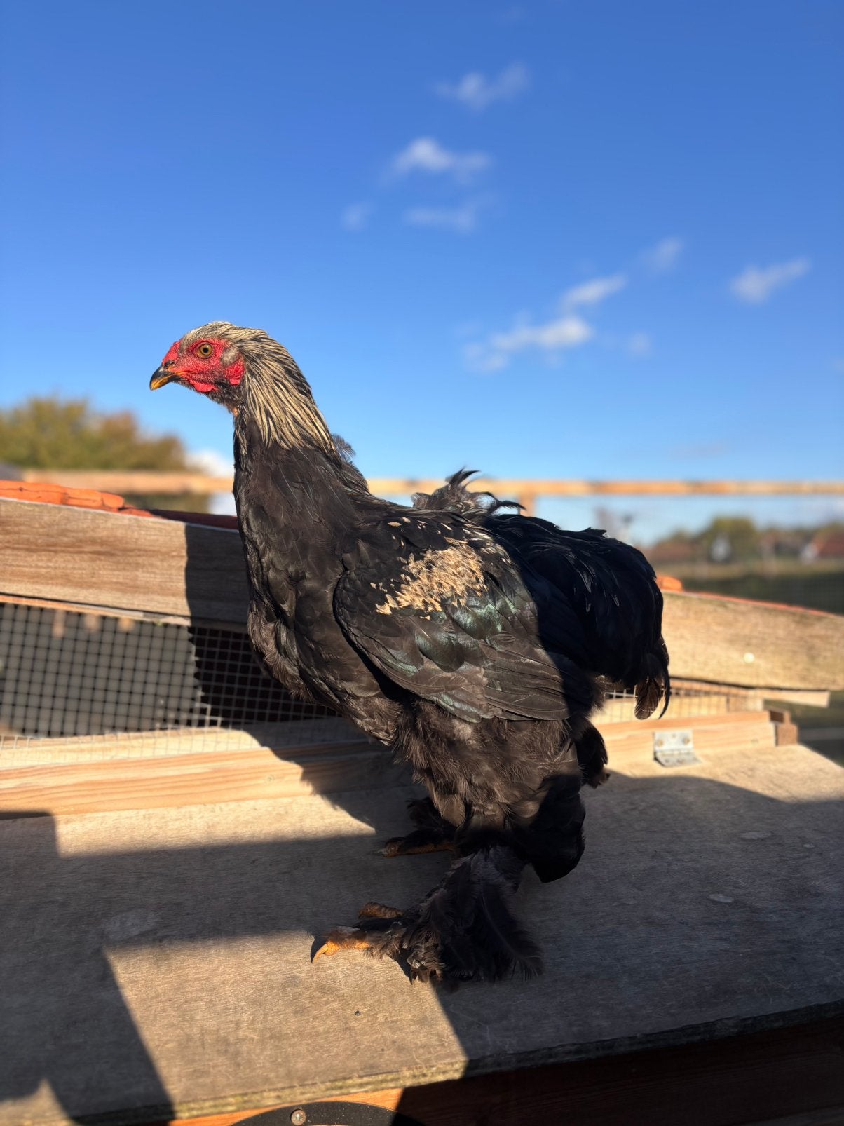 Brahma groothoender - haan, Dieren en Toebehoren, Mannelijk, Kip