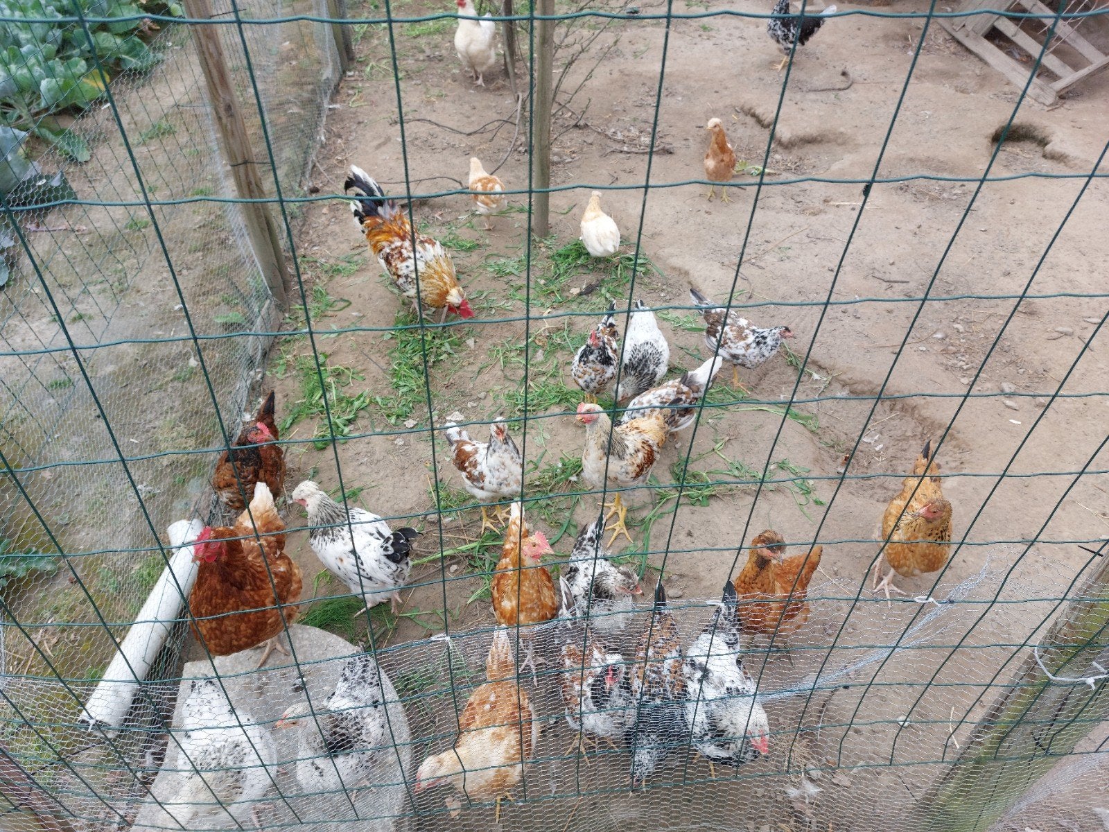 Jonge hanen, Dieren en Toebehoren, Pluimvee