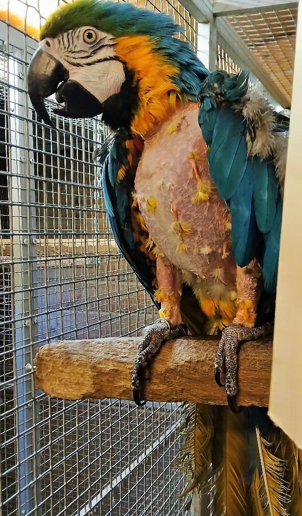 Blauw geele ara man, Dieren en Toebehoren, Mannelijk, Papegaai, Geringd