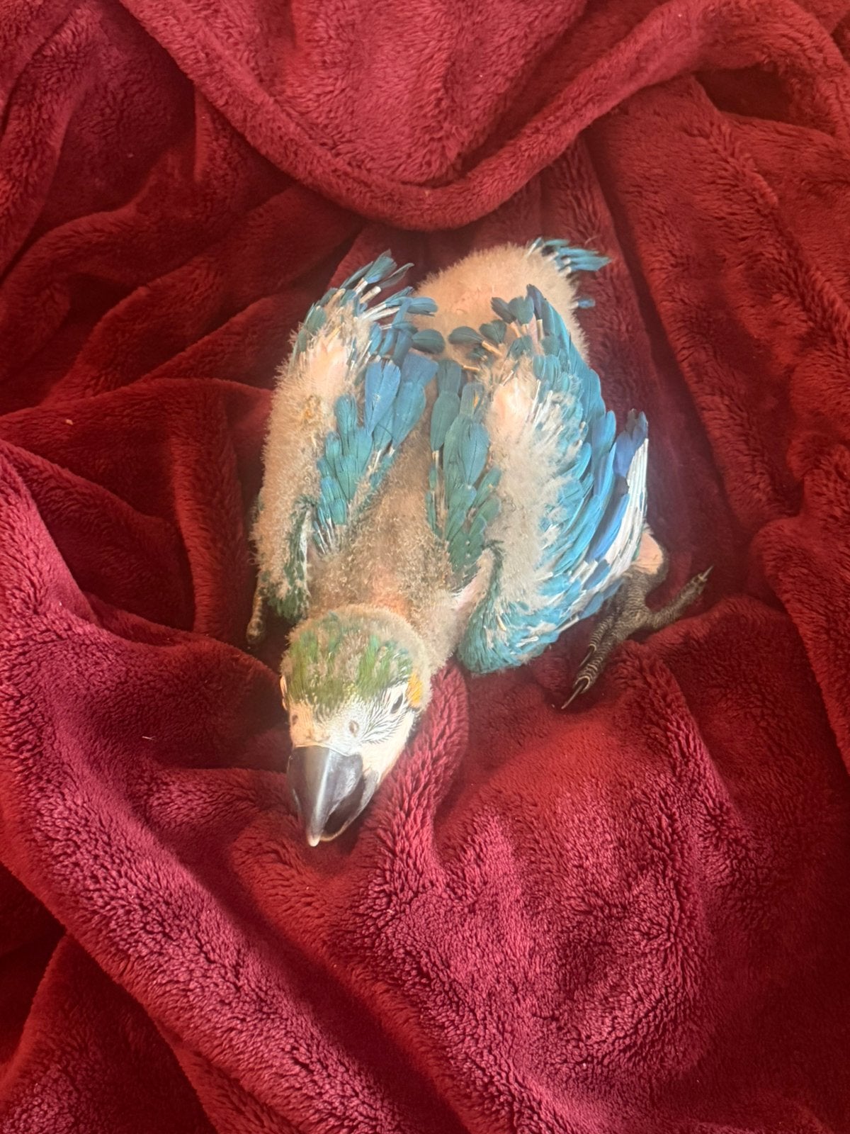 Blaugele ara 6 weken, Dieren en Toebehoren, Vogels | Parkieten en Papegaaien, Geslacht onbekend, Papegaai, Tam