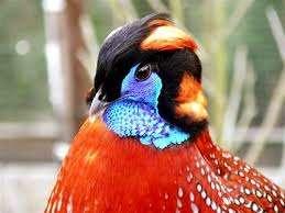 Faisan Temminck Tragopan TRT, Plusieurs animaux, Oiseau tropical, Domestique