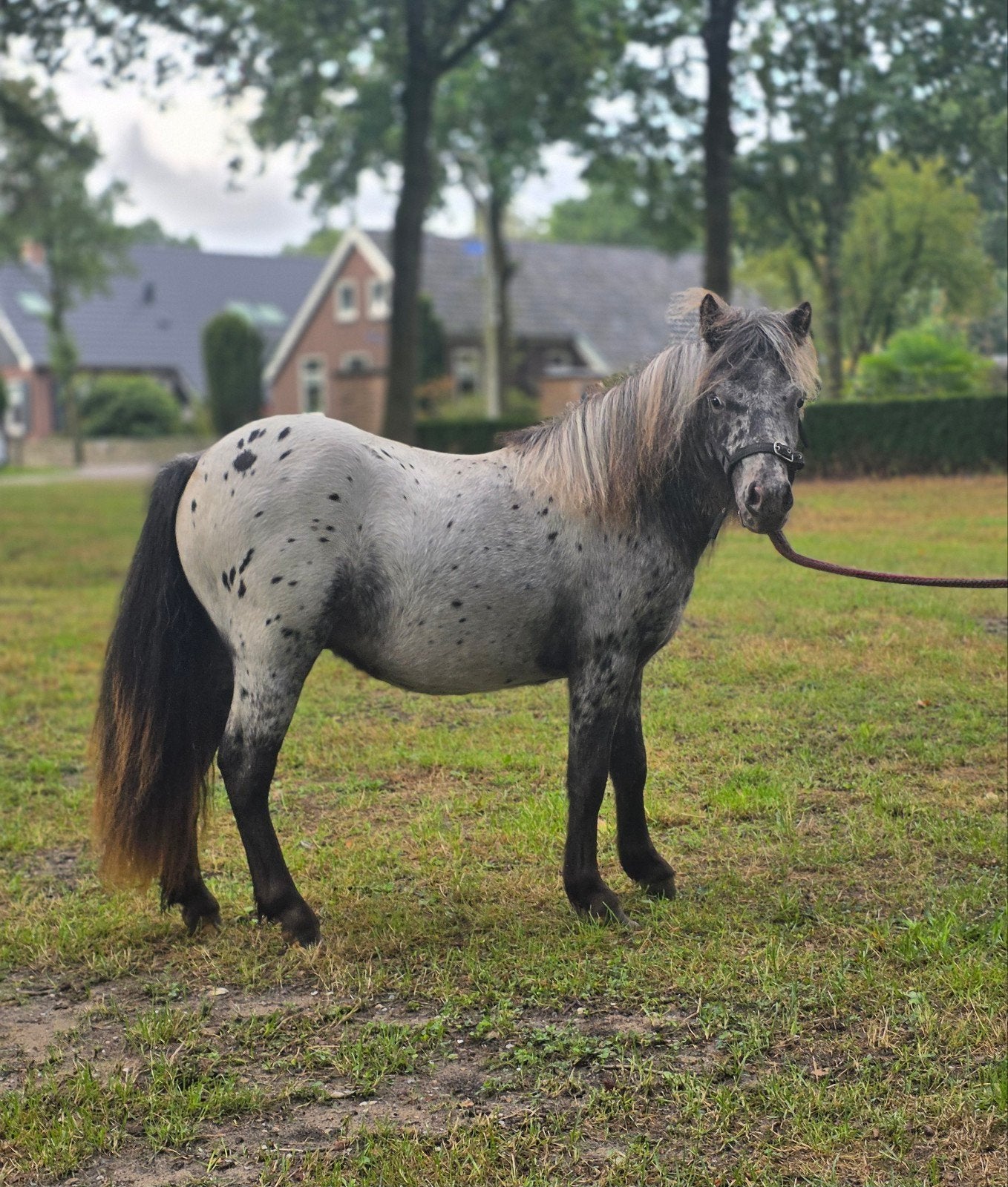 Super knappe appaloosa jaarling hengstje!!, Gechipt, Niet van toepassing, 0 tot 2 jaar, Hengst