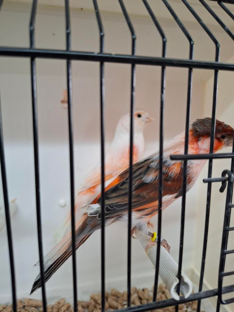 Portugese harlekijn kanaries, Dieren en Toebehoren, Meerdere dieren, Postuurkanarie