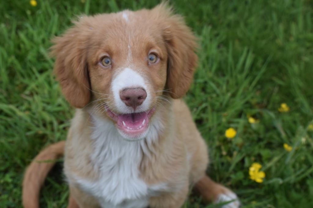 Chiots Duck Tolling Retriever de la Nouvelle-Écosse, Animaux & Accessoires, Chiens | Retrievers, Épagneuls & Chiens d'eau, Plusieurs animaux