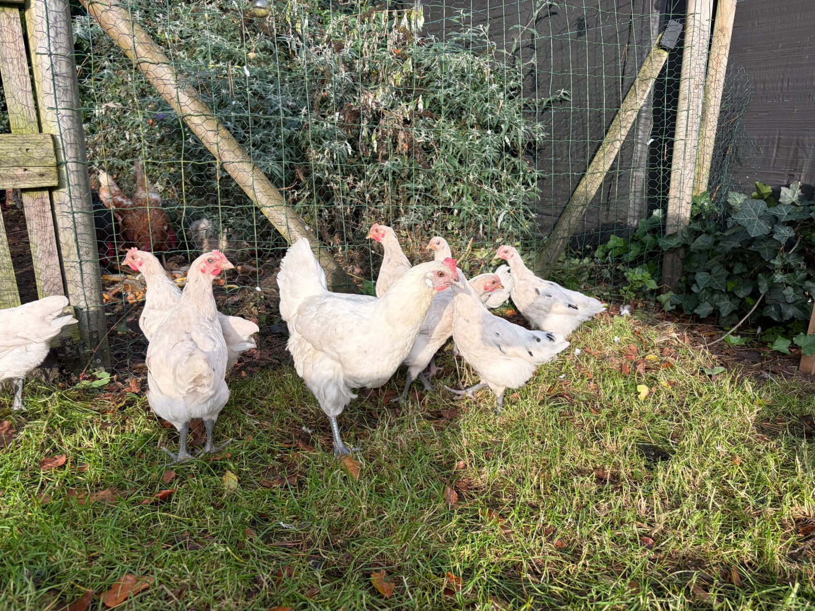 Jonge witte haantjes, Dieren en Toebehoren, Kip