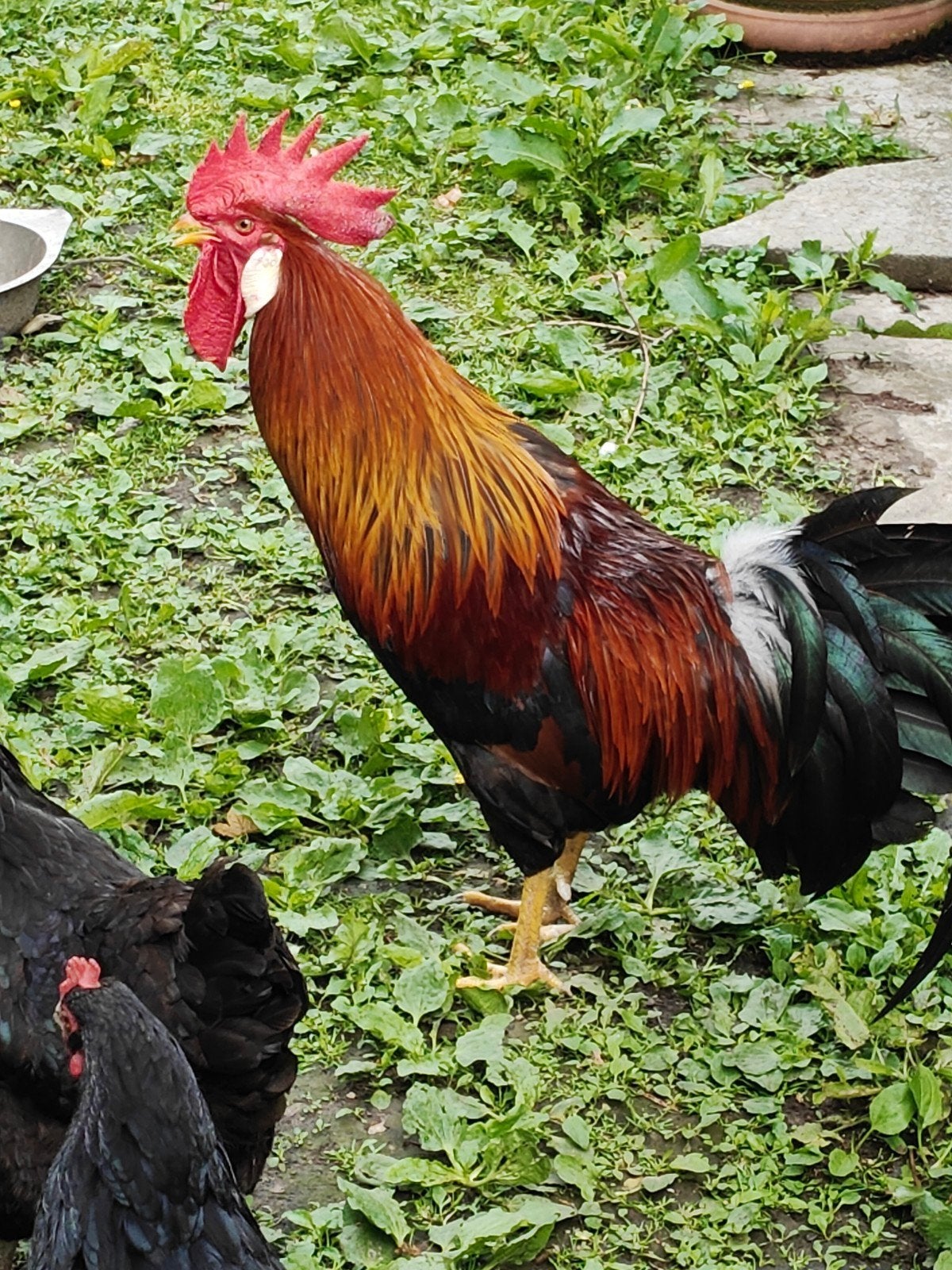 Poule et coq