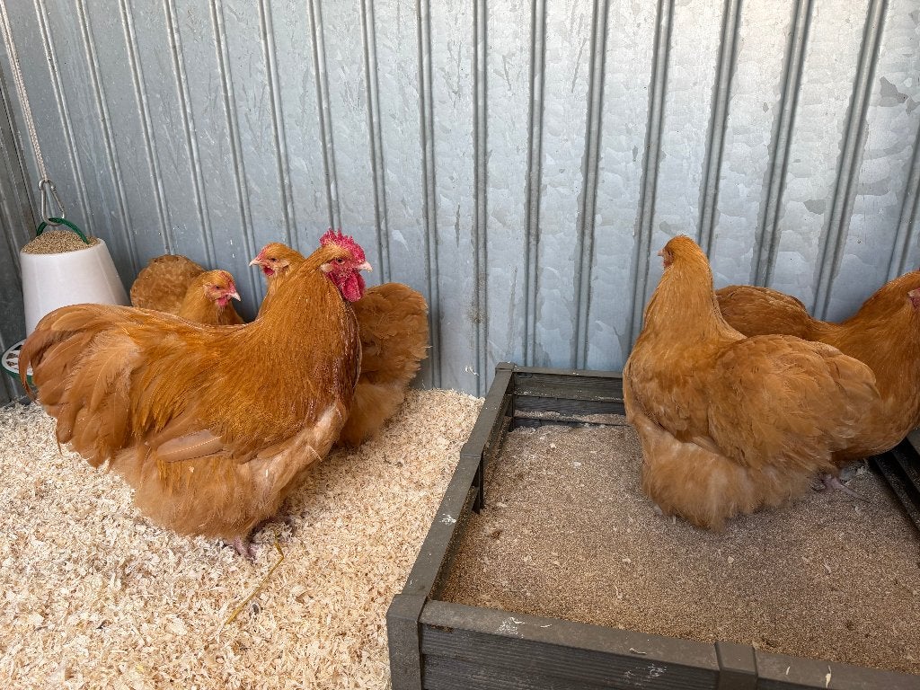 Jonge tamme Orpington kippen gesekst en ingeënt, Dieren en Toebehoren, Vrouwelijk, Kip