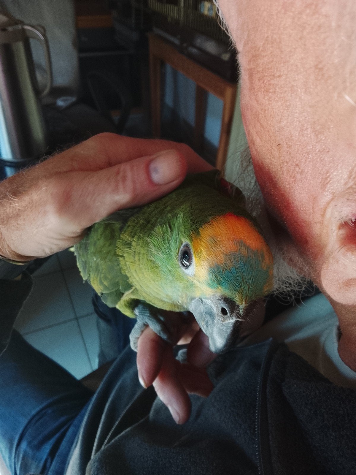 suppertamme jonge blauwvoorhoofd Amazone papegaai, Perroquet, Domestique