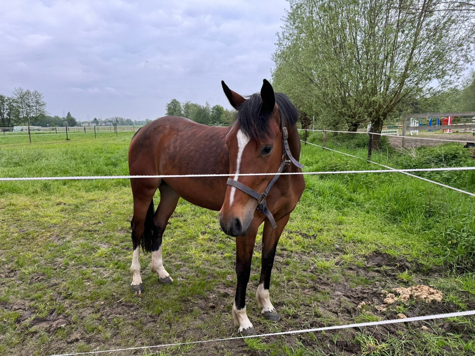 Merrie Leandro VG x Querlybet, Merrie, Zadelmak