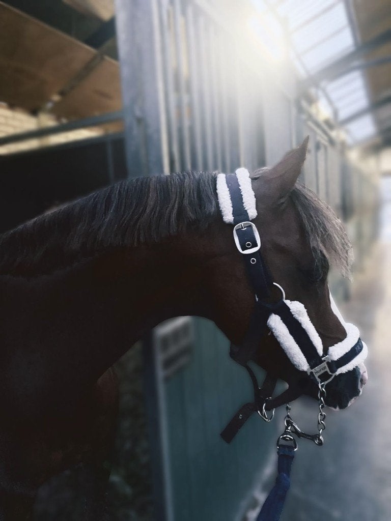 Verzorg pony, ZZ, Poney C (1.27 m à 1.37m), Poney de saut, 7 à 10 ans