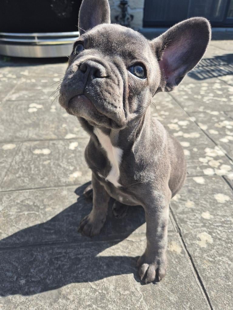 Bouledogue français bleu avec pedigree st Hubert, Particulier, Hépatite contagieuse (maladie de Rubarth), Chienne, Belgique