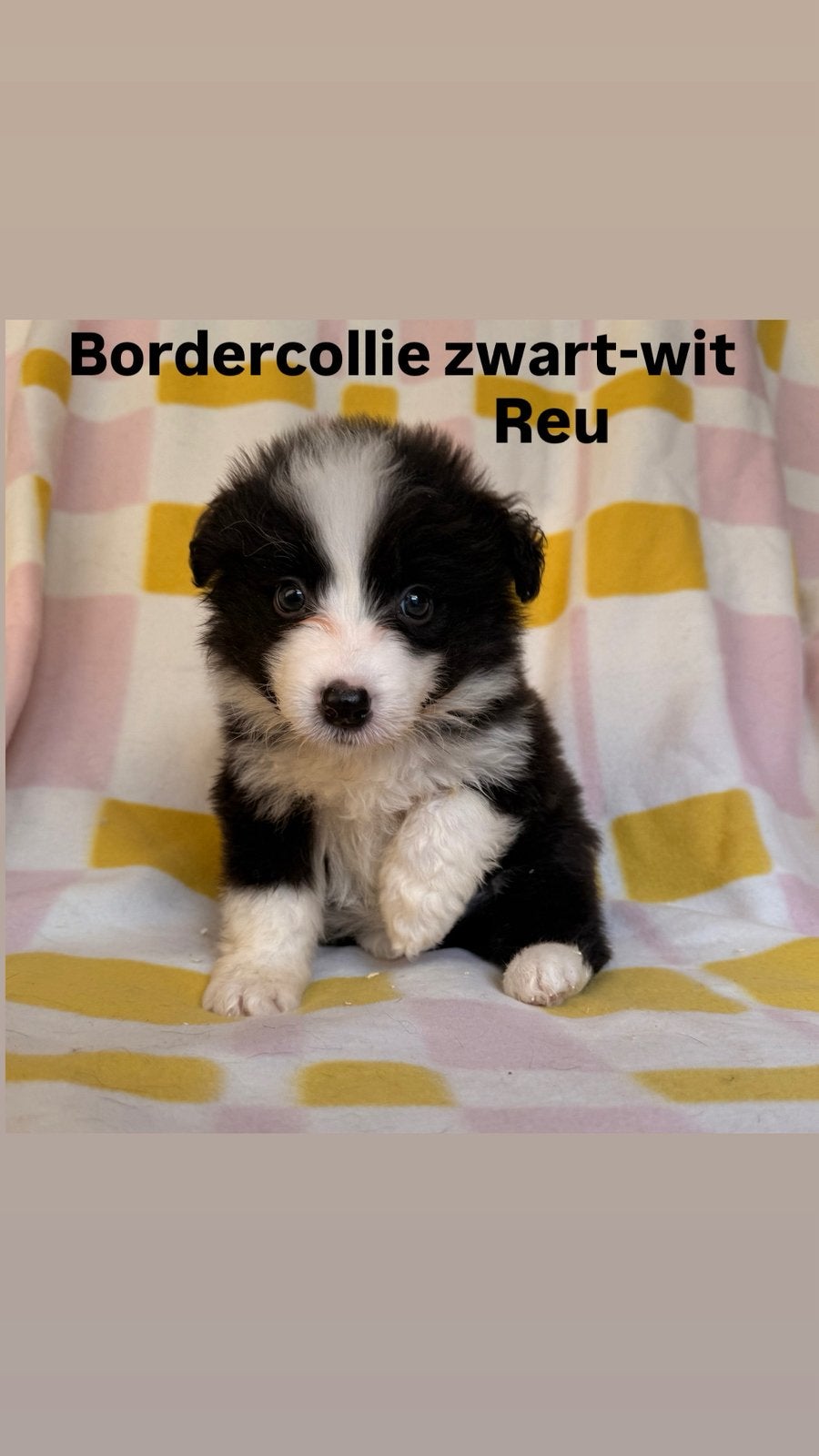 Border collie pups zwart wit, Dieren en Toebehoren, Honden | Herdershonden en Veedrijvers, België, Overige rassen, CDV (hondenziekte)