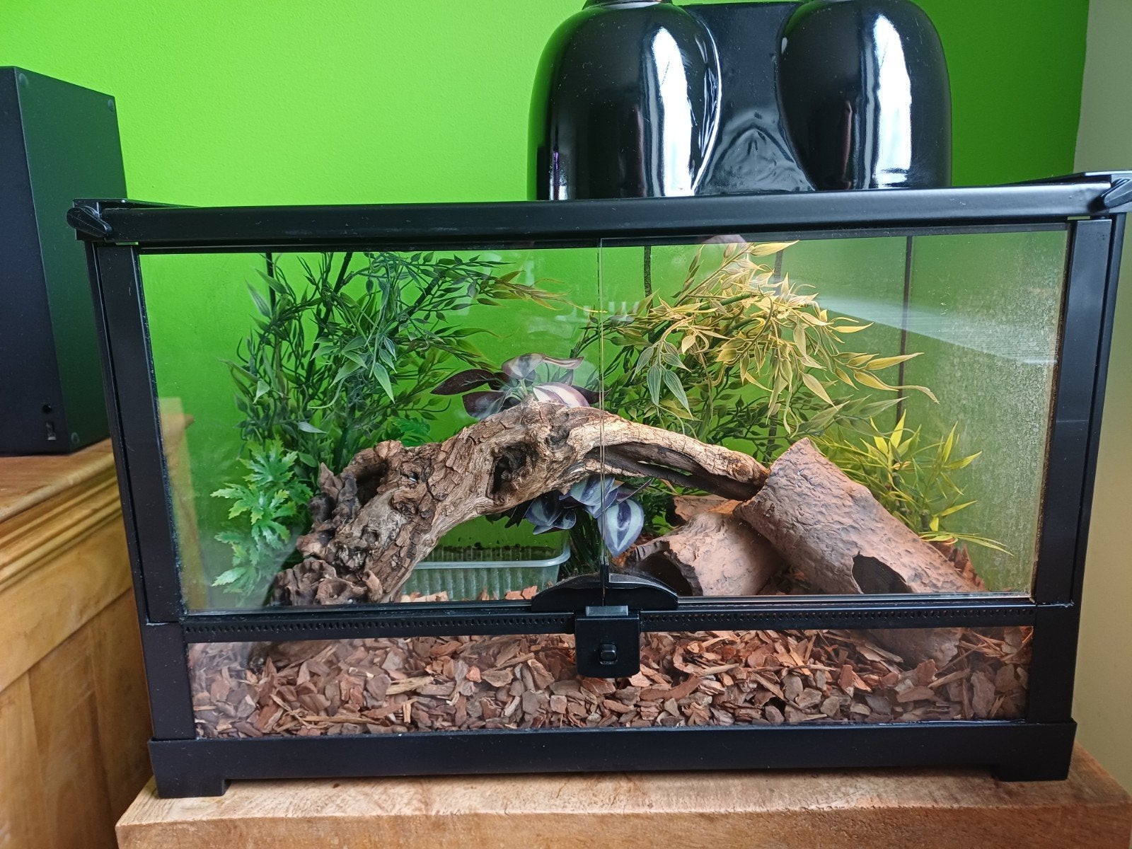 Terrarium met toebehoren en korenslang, Dieren en Toebehoren, Ophalen