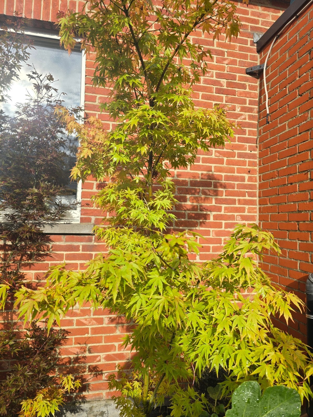 Acer Palmatum Japanse esdoorns, Jardin & Terrasse, Enlèvement