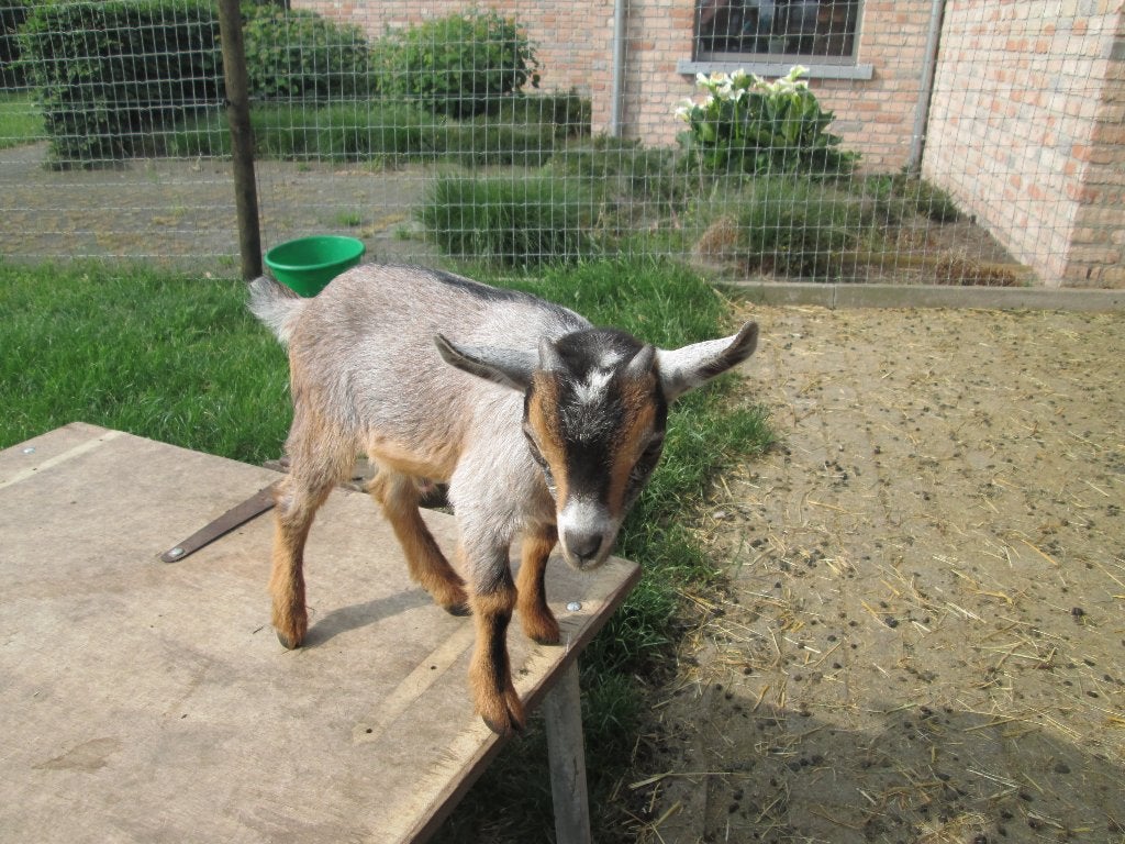 Bruinschimmel tan bokje van Hoppy, Mâle, Chèvre, 0 à 2 ans