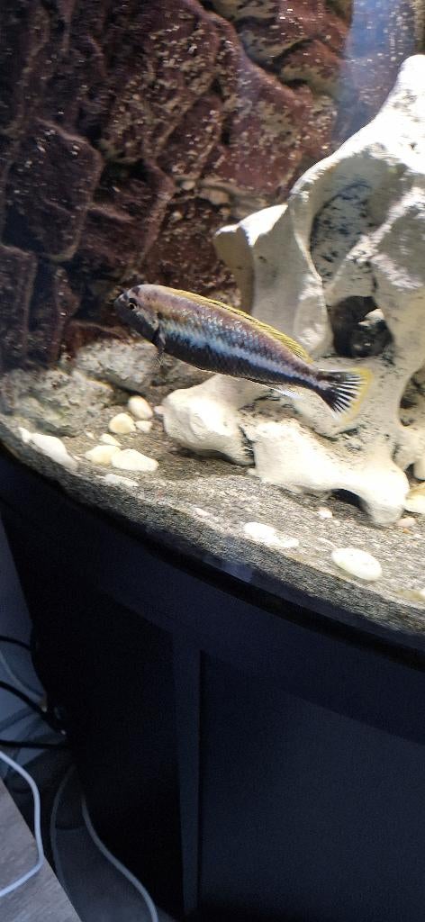 pseudotropheus auratus., Dieren en Toebehoren, Vis, Zoetwatervis
