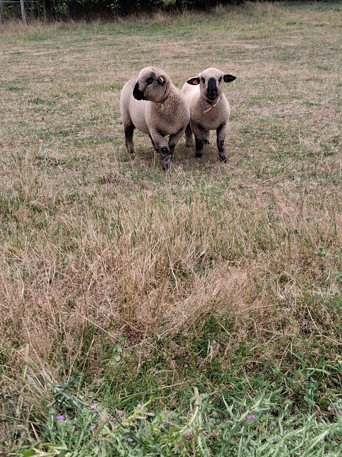 Agneaux en duvet du Hampshire