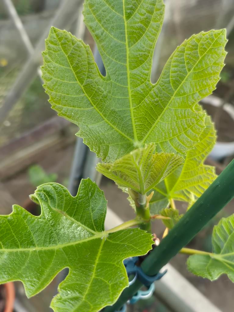 Vijgen behoren tot de beste soorten, Tuin en Terras, Ophalen, Vijgenboom