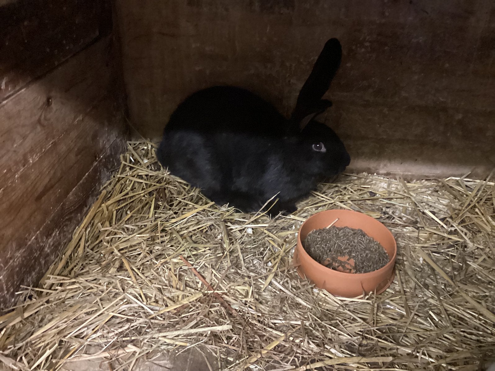 Reuzevlinder, Femelle, Grand, 0 à 2 ans