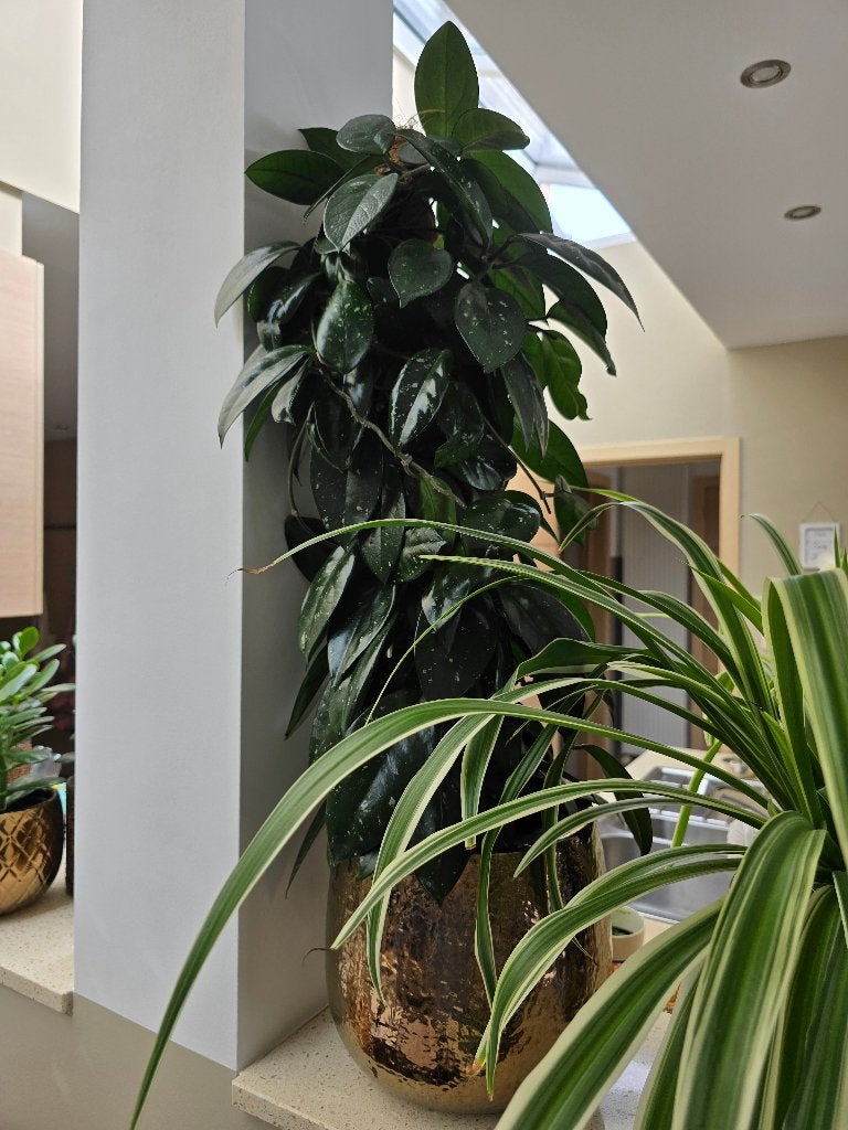 Grote wasbloem, kamerplant met geurende bloemen, Huis en Inrichting, Kamerplanten, Ophalen, Overige soorten, Halfschaduw, In pot