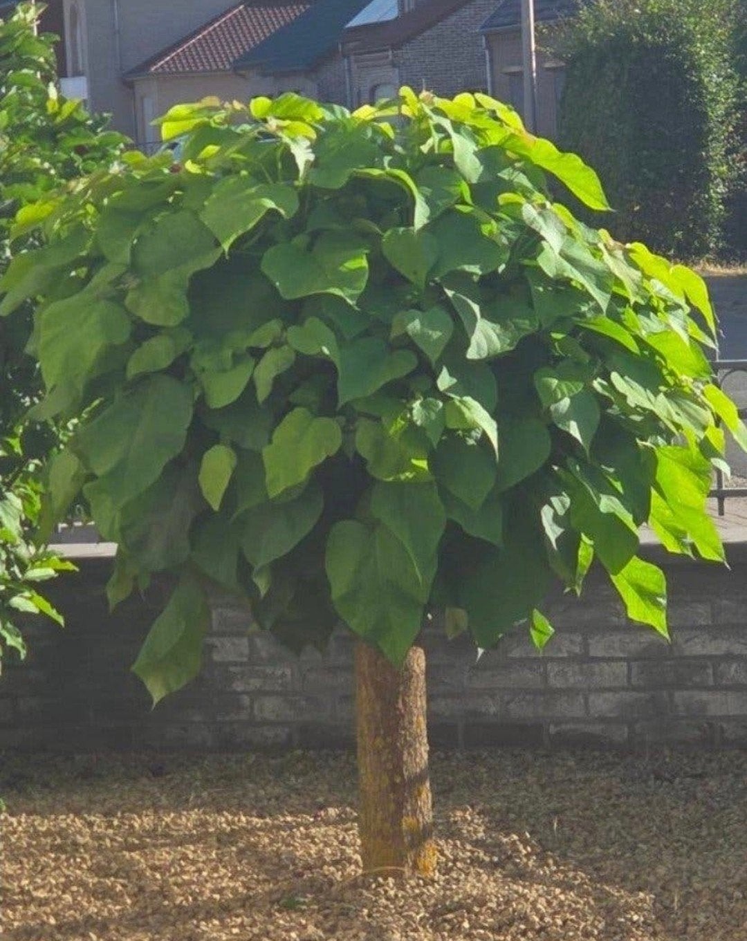 2 mooie catalpa bomen, Tuin en Terras, Ophalen