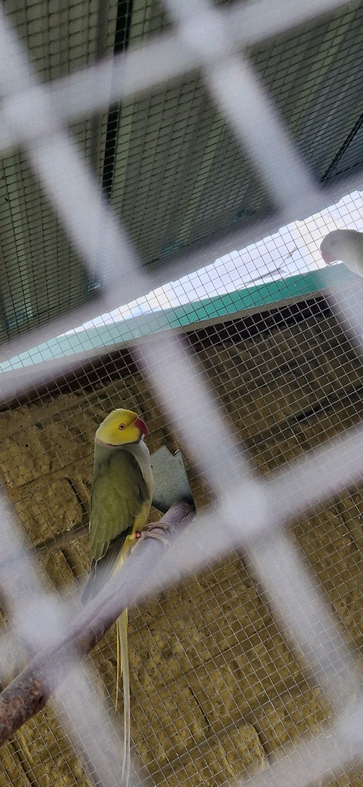 2 paires de perruches à collier, Plusieurs animaux, Perruche, Bagué