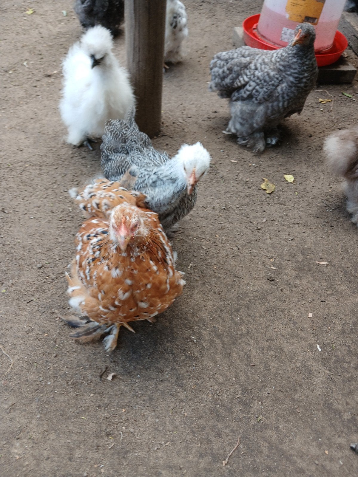 cochin krieltjes kuikens, Dieren en Toebehoren, Pluimvee