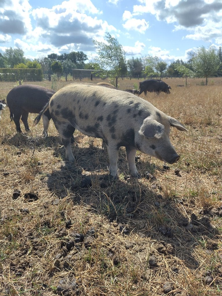Varkens te koop, Dieren en Toebehoren, Schapen, Geiten en Varkens, Meerdere dieren, Varken, 0 tot 2 jaar