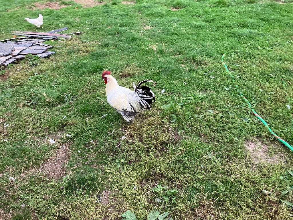 3 jonge hanen Poule de Bresse Zilverpel, Mâle, Poule ou poulet