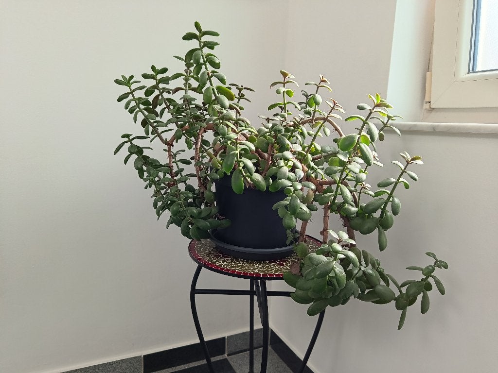 Crassula vetplant, Ophalen, Vetplant