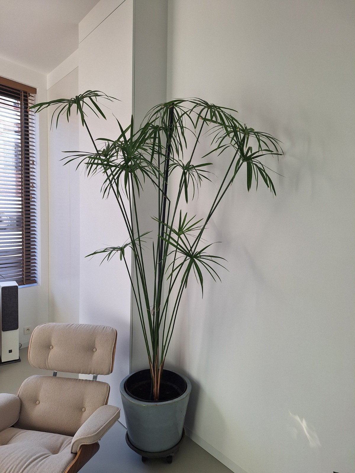 plante de papyrus, Enlèvement