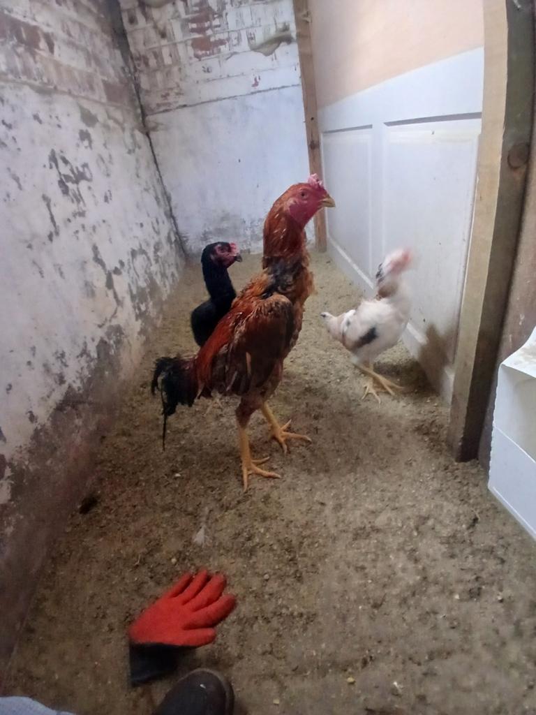 Trio jap en hint, Dieren en Toebehoren, Pluimvee, Kip