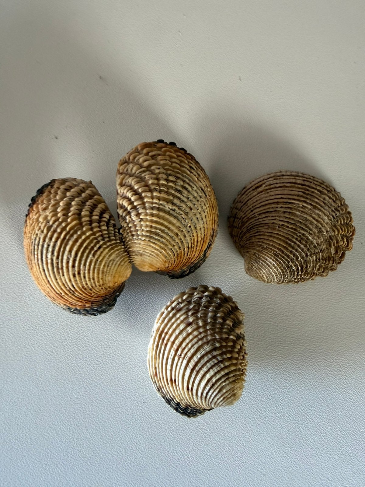 Wrattige Venusschelpen (Venus verrucosa / Praires), Ophalen, Schelp(en)