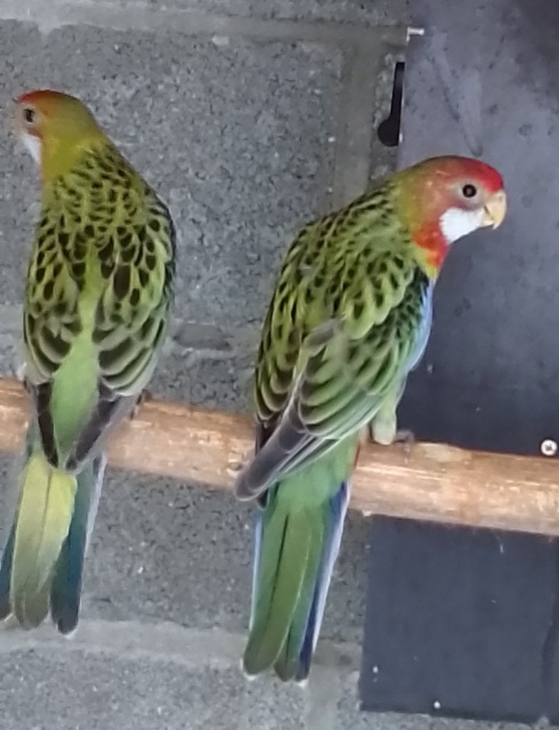 Rosella's, Dieren en Toebehoren, Vogels | Parkieten en Papegaaien, Geslacht onbekend, Parkiet, Geringd