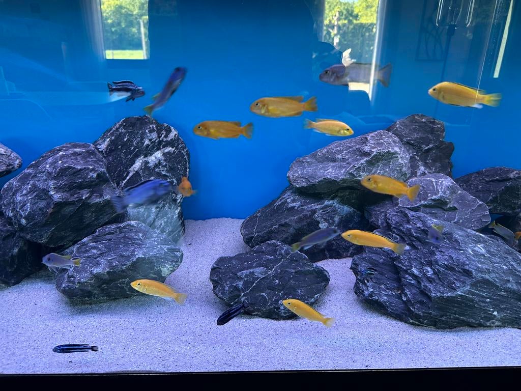 Mooi Malawi Mbuna bestand, Dieren en Toebehoren, Vissen | Aquariumvissen