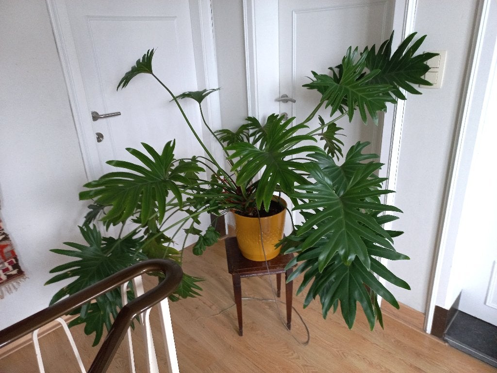 🪴 Koninklijk duo Philondendron Xanadu, prachtstaat, Maison & Meubles, Plantes d'intérieur, Autres espèces, Enlèvement, 100 à 150 cm