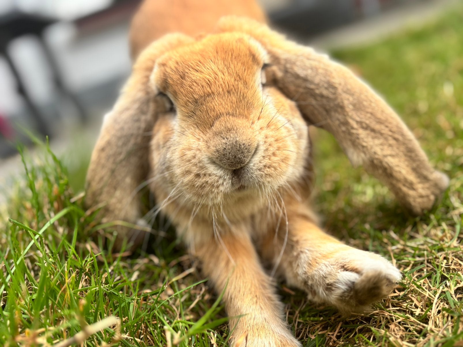 Gratis hangoor vrouw, Animaux & Accessoires, Oreilles tombantes
