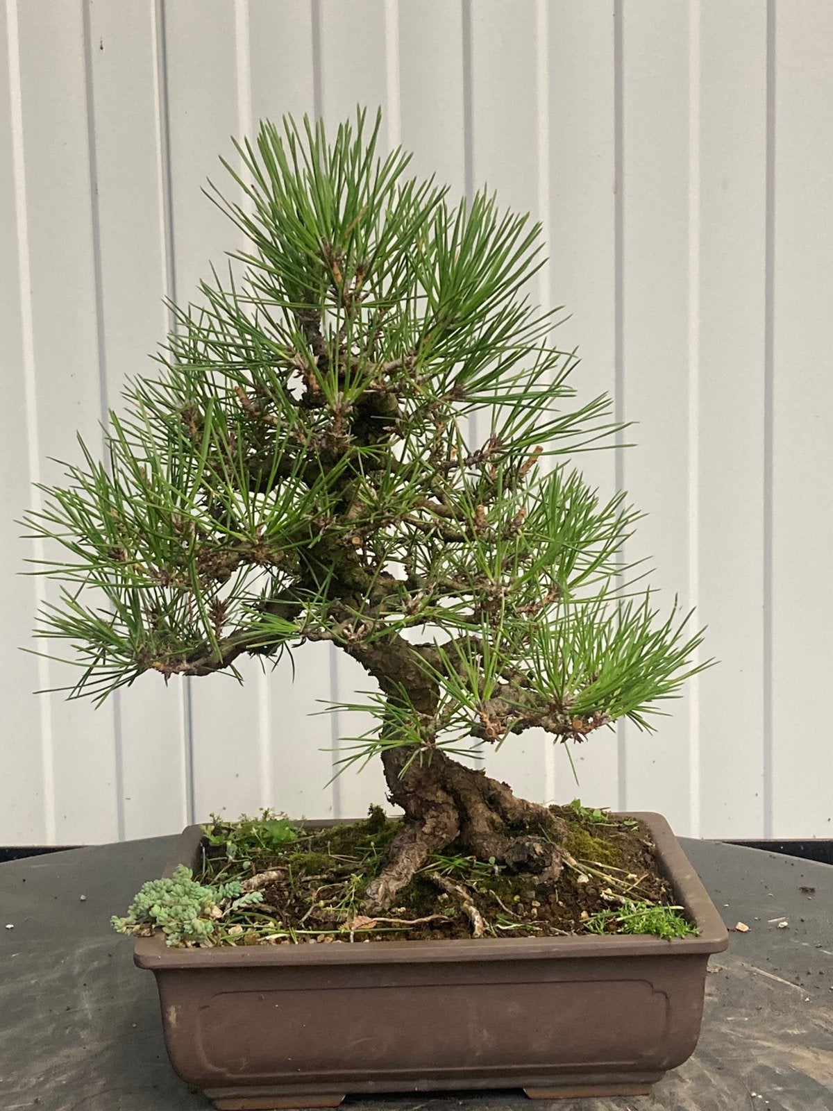 Bonsaï en pin noir shohin, Jardin & Terrasse, Plantes | Arbres, Enlèvement