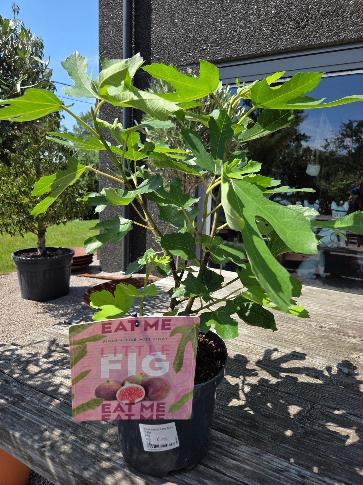 Vijgenstruik Ficus Carica 'Lime Miss Figgy', Enlèvement, Ombre partielle