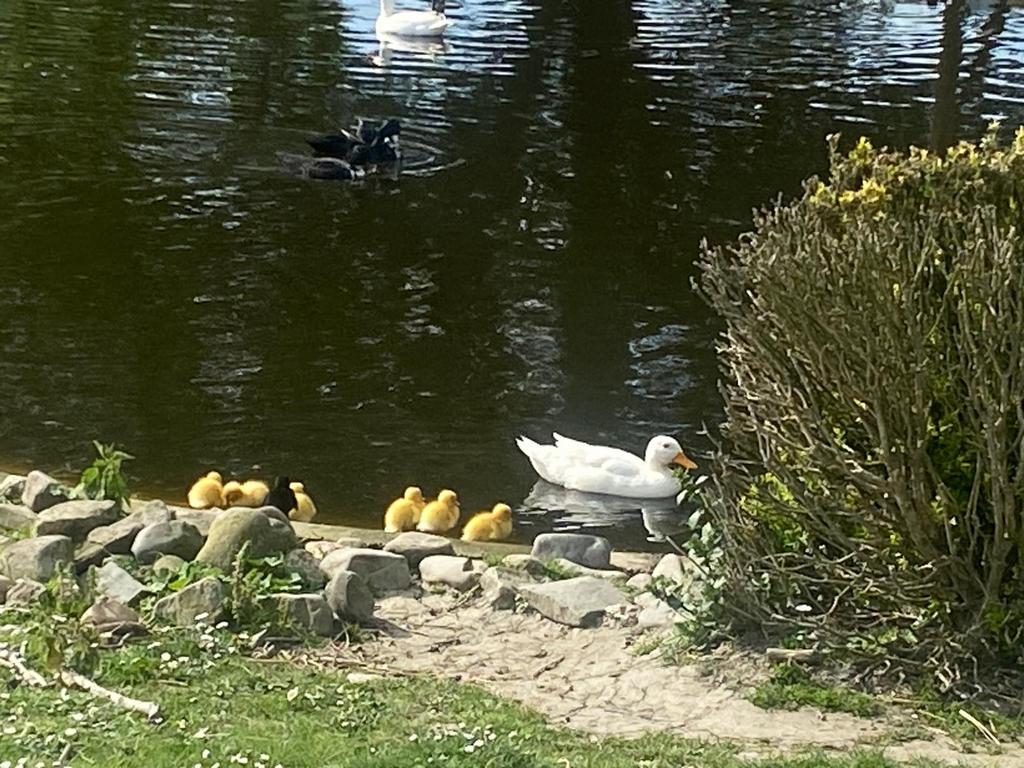 Kuikens kwaker en broedeieren, Animaux & Accessoires, Volatiles, Plusieurs animaux, Canard
