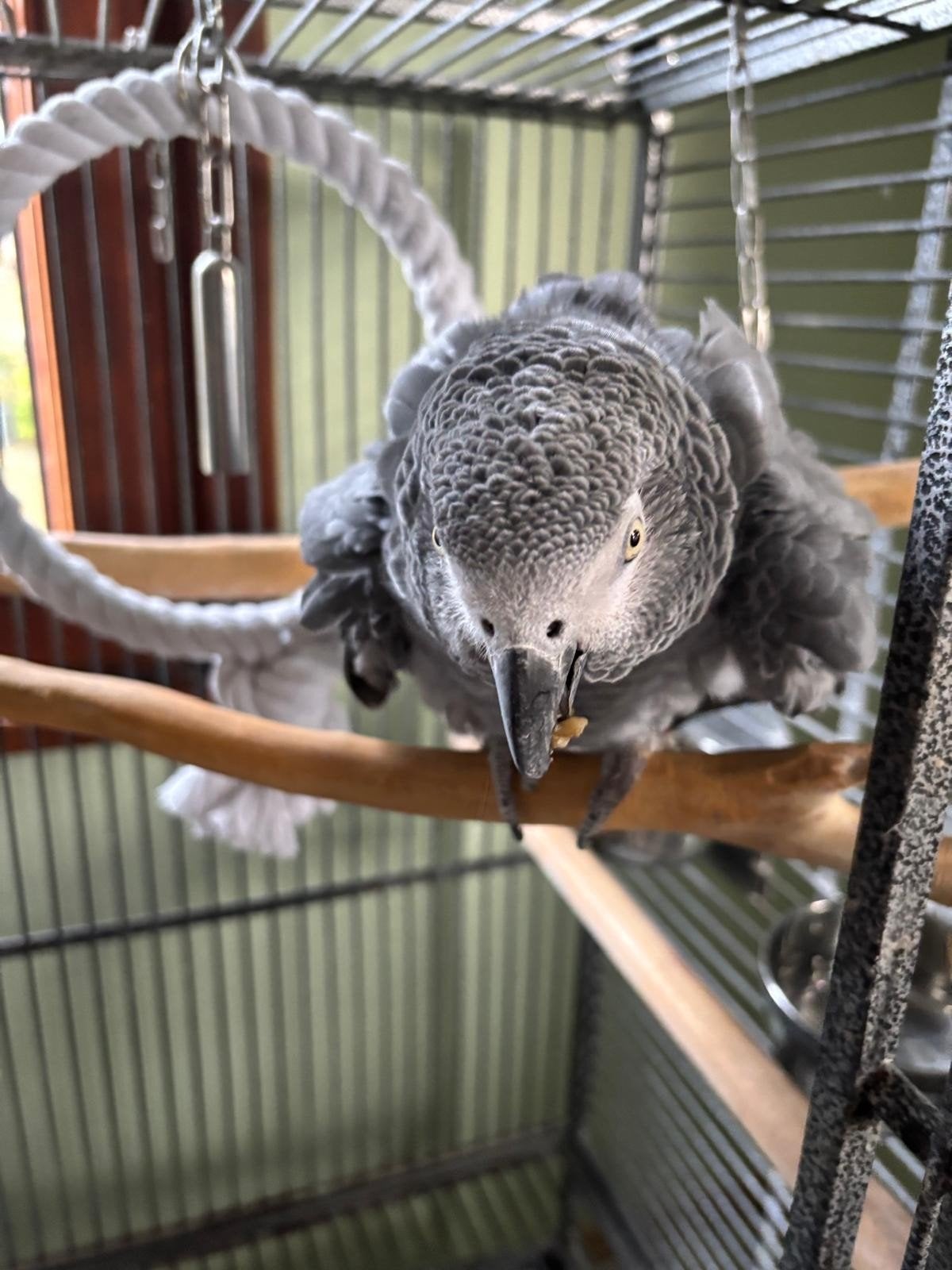 Gris du gabon, Animaux & Accessoires, Mâle, Perroquet, Parleur