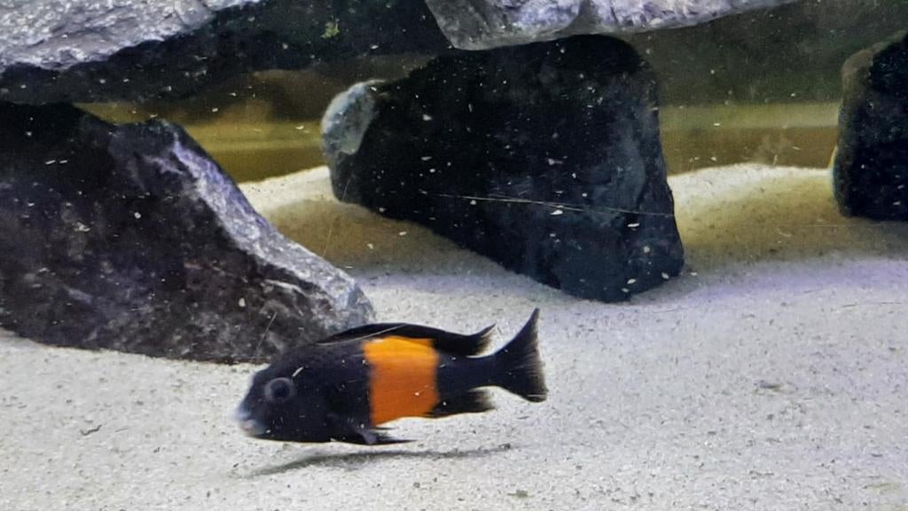 Tropheus Black Pemba Tanganyika, Poisson