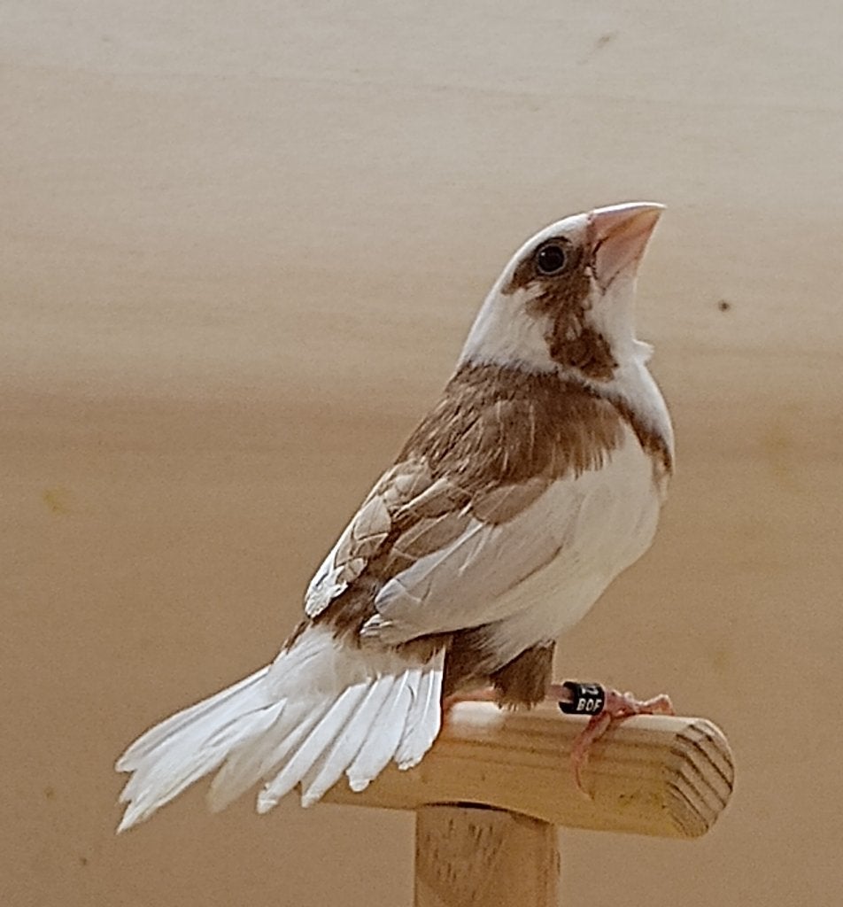 koppels japanse meeuwtjes, Plusieurs animaux, Oiseau tropical, Bagué
