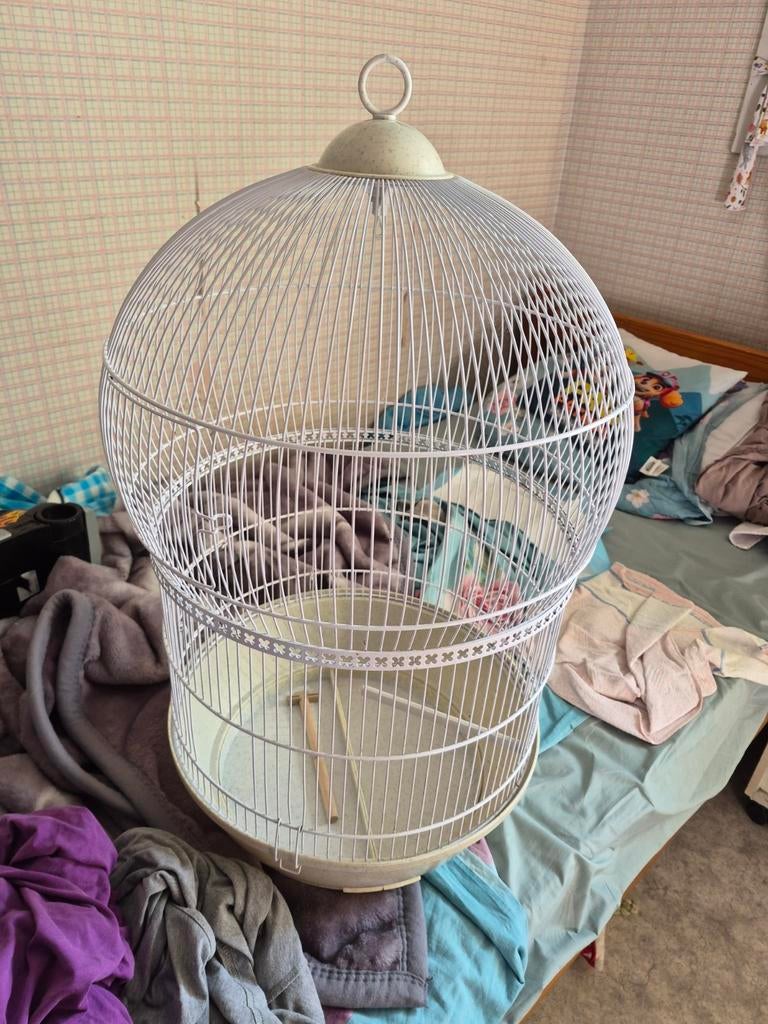 Cage à oiseaux, Enlèvement