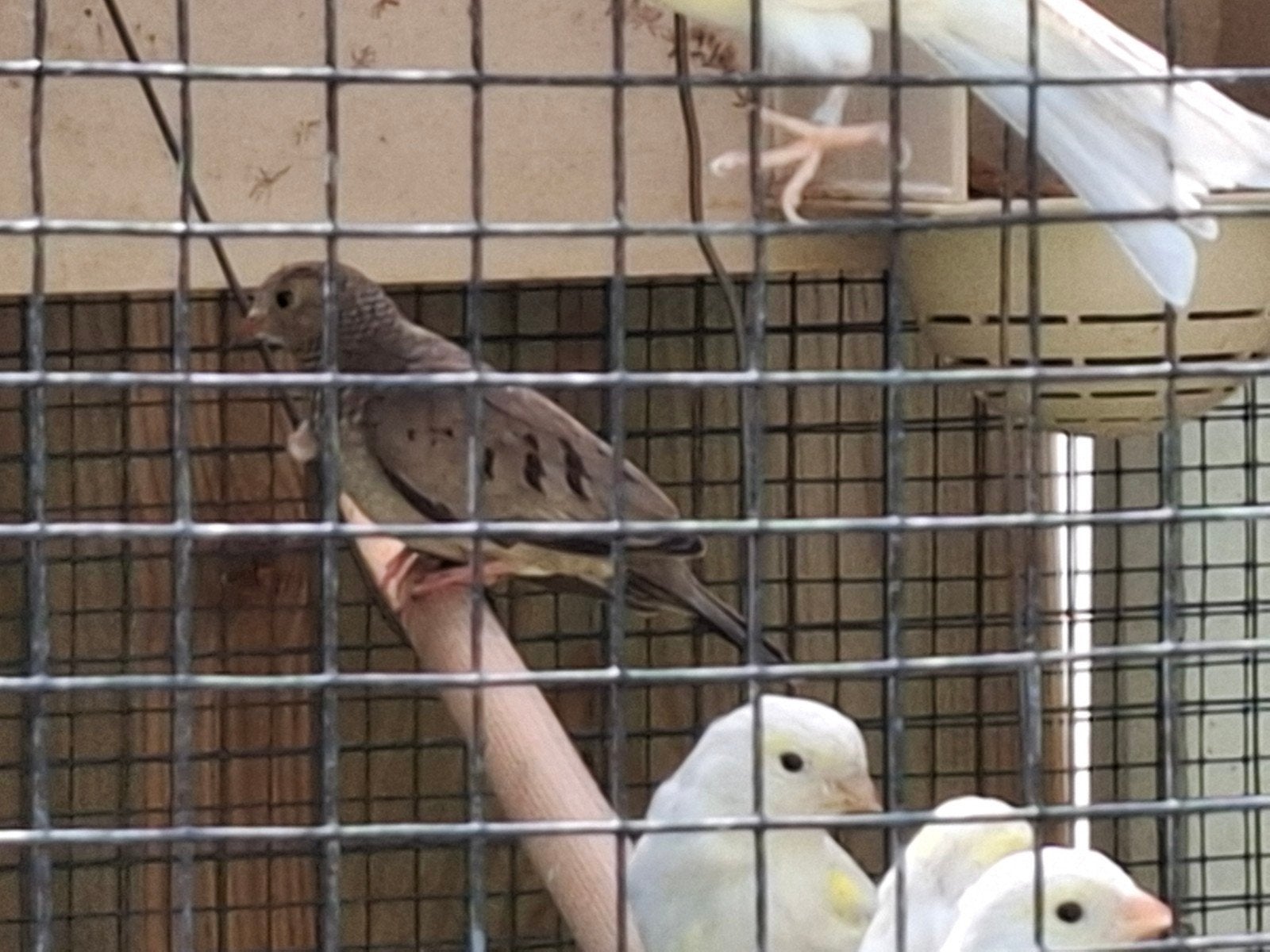 musduif musduifjes musduiven, Dieren en Toebehoren, Vrouwelijk