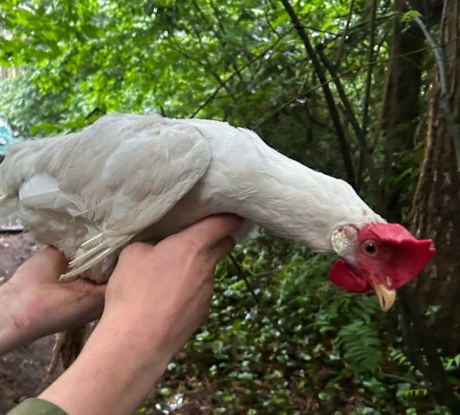 4 gezonde  kippen te koop !, Animaux & Accessoires, Volatiles, Poule ou poulet, Plusieurs animaux