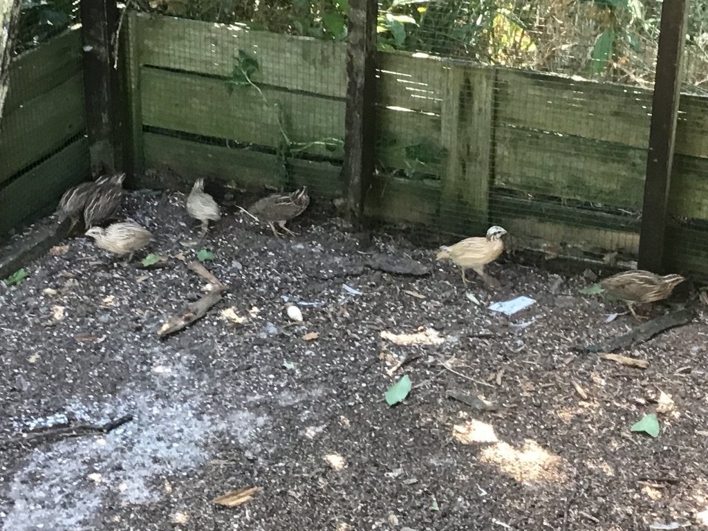 Europese kwartels, Dieren en Toebehoren, Meerdere dieren, Wildzangvogel, Geringd