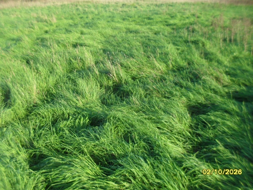 3,5 ha weiland te koop te Stalhille (Jabbeke), Immo, Jabbeke, Ventes sans courtier, 1500 m² ou plus