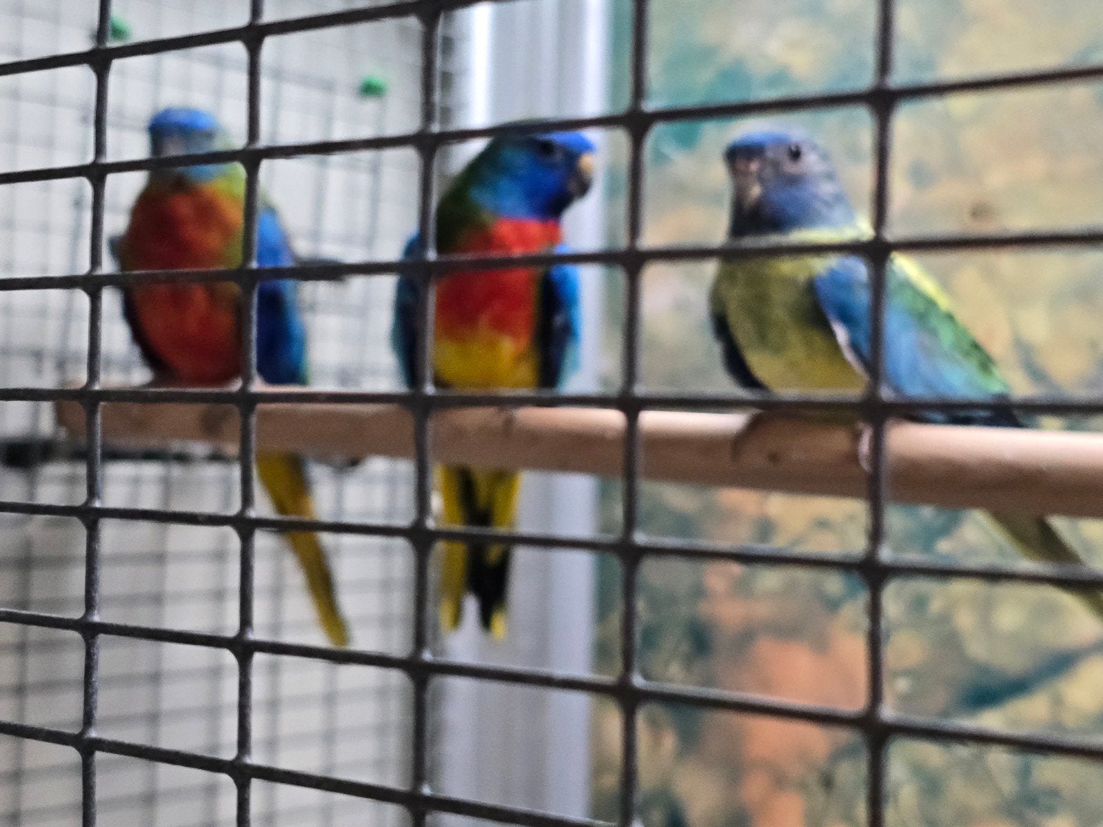 hommes et poupées splendides et turquasines, Animaux & Accessoires, Oiseaux | Perruches & Perroquets